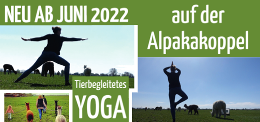meise3 Alpaka Yoga 2022