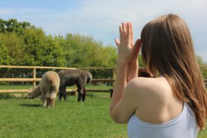 Yoga auf der Alpakaweide @ meise3